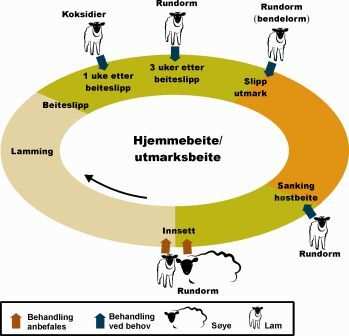 Rundorm i mage/tarm: Hva koster redusert tilvekst?