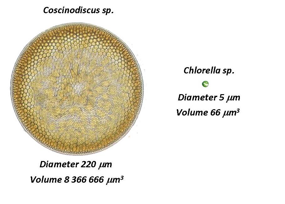 ) -3 mm Volum ( 12000000 10000000 8000000 6000000 4000000 2000000 0 0 20 40 60 80 100 120 140 160 180 200 220 240 260 Diameter (m m) Når DIAMETEREN til en organisme øker med første potens --- øker