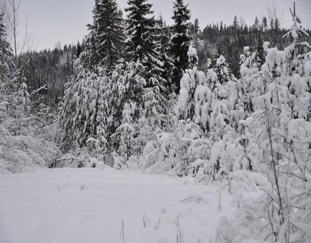 26. november 2012 Medlemsblad for LC Åsnes Nr 04 årgang 19 Jf vår værprofet skal det bli hvit juli år også.