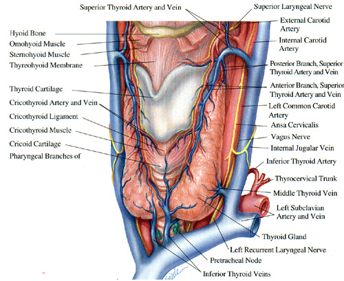 Thyroidea- anatomi Lobus