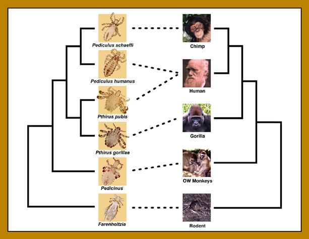 BMC Biology 2007, 5:7 Insekt-Nytt 33 (4) 2008 http://www.biomedcentral.com/1741-7007/5/7 Phylogenetic Figure 1 trees for primate lice and their vertebrate hosts redrawn from Reed et al.