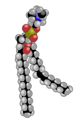 4 Strukturformel og 3D struktur til fosfolipid (Biosynth.com 2014