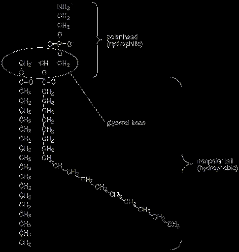 TEORI Fosfolipider er en polar lipidgruppe, som er bygd opp av et hydrofilt hode og en hydrofob hale. Fosfolipidene er en viktig bestanddel i cellemembranens struktur. Den kjemiske strukturen (Fig 2.