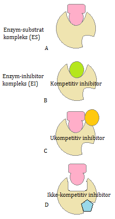 1.3 ENZYMINHIBERING Enzymer kan inhiberes ved at spesifikke molekyler eller ioner binder seg og hindrer optimal enzymaktivitet.