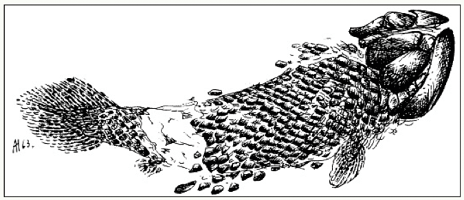 Deretter ble det samlet og systematisk beskrevet mange fossiler fra åsen bak gården.