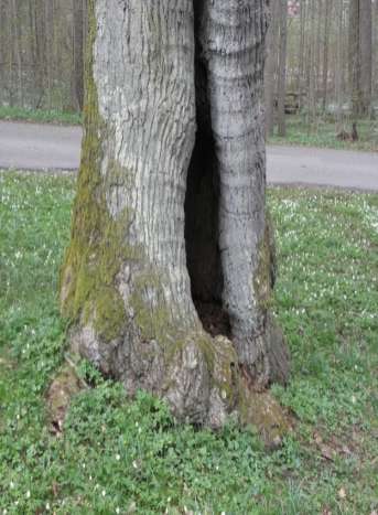 Hule eiker Med hule eiker menes eiketrær som har diameter på minst 63 cm tilsvarende en omkrets på minst 200 cm Samt eiketrær som er synlig hule og har en diameter på minst 30 cm tilsvarende en