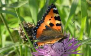 Midlertidig flystripe på Møringa Viktig blomstereng En rekke planter med bl.a flere kløverarter.