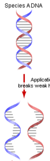 1970: DNA-DNA-hybridisering Modified from The