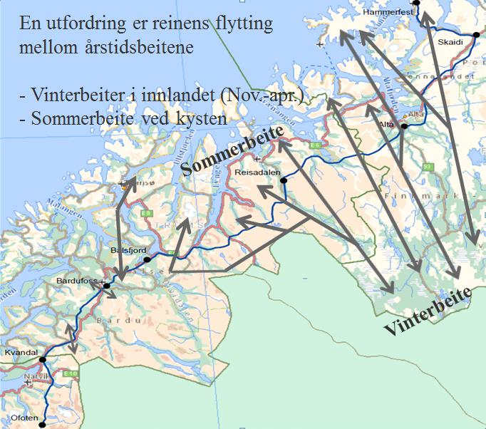 Utfordring med reindrift Konflikt med anleggsarbeid: Reinkalving (april juni) Flytting vår