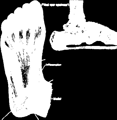 Ankel og fot PLANTARFASCIEN Går fra mediale fremre del av calcaneus og deles i fem fibrøse bånd