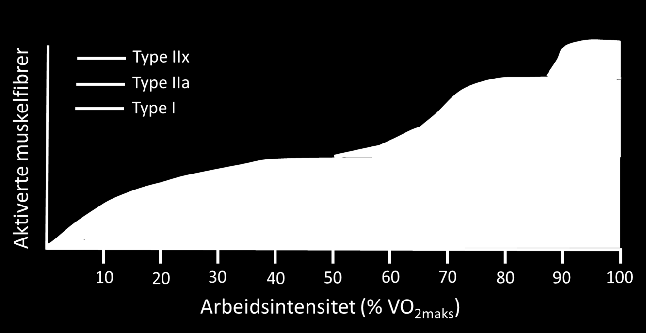 rundt muskelfibertype 2. Videre skal vi være klar over at i skjelletmusklene ligger de ulike fibertypene oftest om hverandre (Sjöström et al.