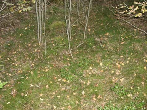 Myrvollskogen Fredrik forteller: Eier er Finn Fladberg Resultater I min utvalgte skog er det veldig ujevnt terreng, det er mye fjell og litt små kupert der.