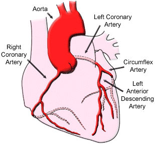 livet ut ved mekanisk klaff (Marevan) Åpen hjerteoperasjon Kateterteknikk via blodårene (TAVI) Systole; hjertemuskelen trekker seg sammen og pumper blodet videre Diastole; hjertemuskelen slapper av