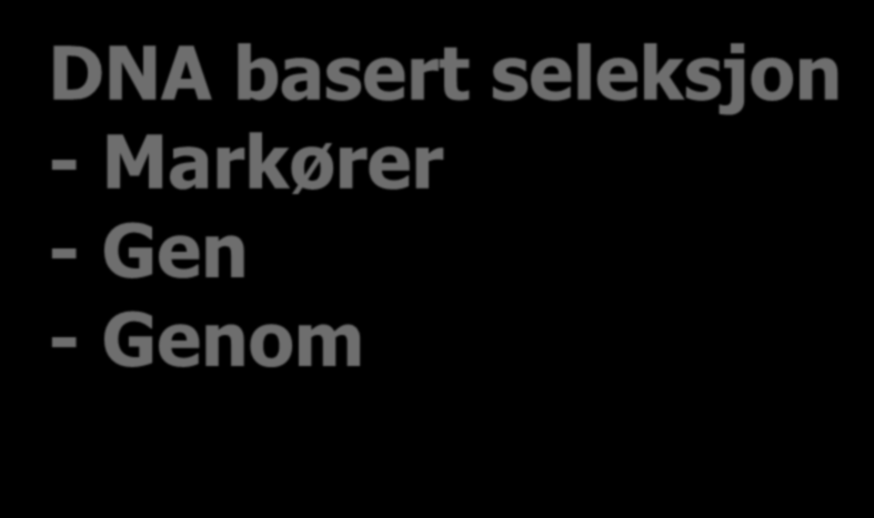 Norske avlsselskaper har unike biobank materialer Vekst, kjønn og produktkvalitet: Vekt Kjønn Vekt og tykkelse på filet Filletfarge og fettinnhold Tekstur Sykdommer: Infectious