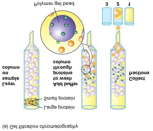 Proteinrensing -