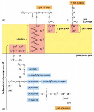 Membran-proteiner (Del 3.