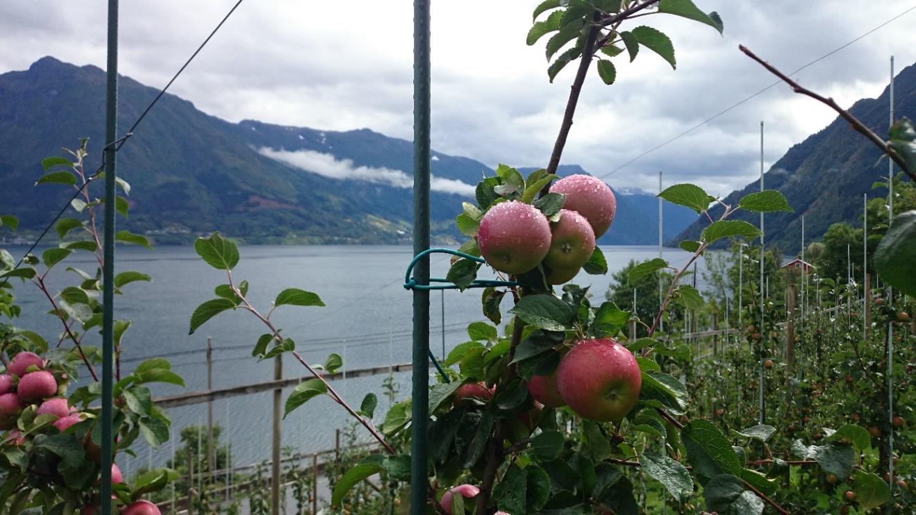 Økologi-satsing i Norge Foregangsfylke økologisk frukt og bær Frøydis
