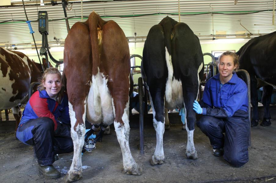 Skildheim, 6872 Luster Rolf Steinar Bøe, Ljøsne, 6887 Lærdal Tage Nondal, 6869 Hafslo - tilsette sin representant 1.