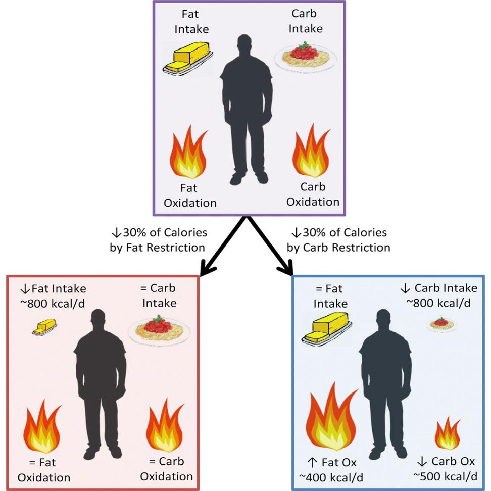 Calorie for Calorie, Dietary Fat Restriction Results in More Body Fat Loss than Carbohydrate Restriction in People with Obesity Hall et al.