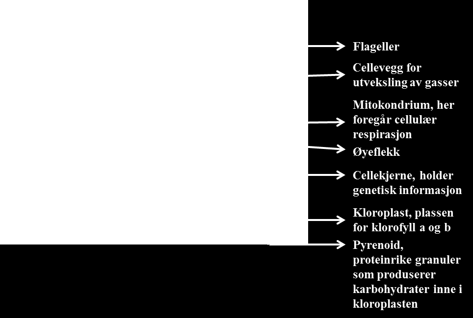 Figur 3: Absorbsjonsspekter for Tetraselmis sp. (Erga, Omar, et al. 1999). Tetraselmis sp. er en encellet grønnalge, og cellene har oval og flattrykt form.