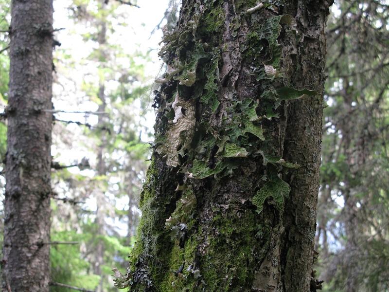 Forord Stiftelsen BioFokus har på oppdrag fra Fylkesmannen i Hedmark foretatt tilleggskartlegging av naturtyper i Våler kommune. Hans Chr. Gjerlaug har vært vår kontaktperson hos oppdragsgiver.