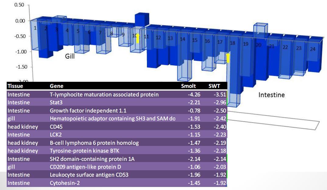 immunsystemet under smoltifisering