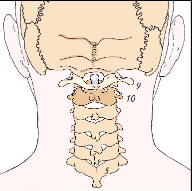 Columna vertebralis ryggraden Medicinskt Kursforum 25 Columna cervicalis C1-C7 De to øverste nakkevirvlene (C1 og C2) skiller seg fra de øvrige med hensyn til oppbygning, og de er viktige for