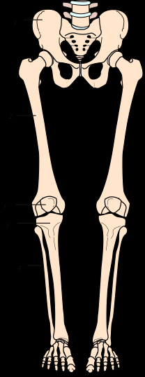 Bekkenet og benas anatomi Side 35-38 Medicinskt Kursforum 47 Underekstremitetene - bena 1. Coxae - hoftebenet 2. Femur - lårbenet 3.