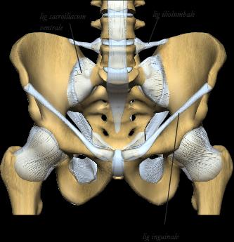 Sacroiliaca anteriort 3. Lig. sacroiliacum ventrale 4. Lig. iliolumbale 5. Lig. inguinale lig.