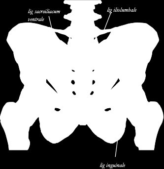 Ligamenter i art. coxae 1. Lig.