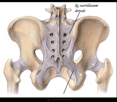 Ligamenter i art. Sacroiliaca posteriort Lig sacroilacum dorsale 1. Lig. Sacroilacum dorsale 2. Lig. Sacrotuberale Lig.