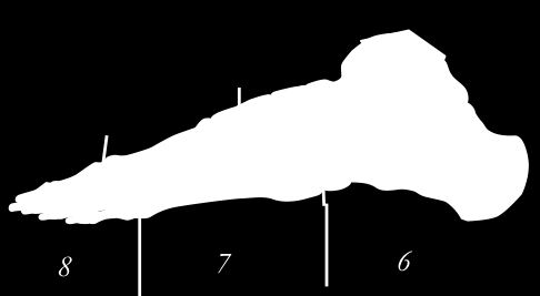 Pes - fot 6. Tarsus fotroten 7. Ossa metatarsi mellomfoten 8.