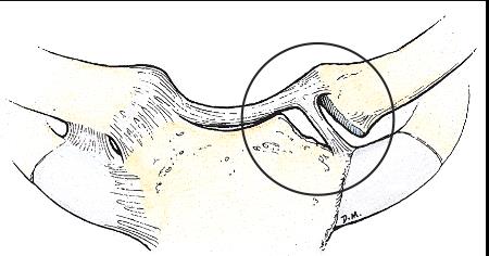 Skulderbuen Clavicula kragebenet, er en avlang svakt S-formet knokken. Den ytre enden er mot skulderbladet og den indre enden mot brystbenet. 1. Extremitas sternalis 2.