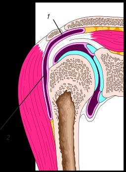 Fossa supraspinata 17. Fossa infraspinata Scapula 10 Medicinskt Kursforum 71 Art. Humeri (skulderleddet) (glenohumeralleddet) 1.