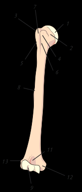 Tuberculum minus 5. Crista tuberculi majoris 6. Crista tuberculi minoris 7. Sulcus inter tubercularis 8. Tuberositas deltoidea 9. Troclea humeri 10.