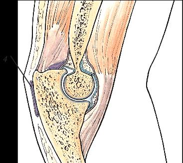 Ulna og radius - underarmsben Ulna albuebenet 14. Olecranon 15. Processus coronoideus 16. Incisura trochlearis 17. Caput ulnae 18. Processus styloideus ulnae Radius spolebenet 19. Caput radii 20.