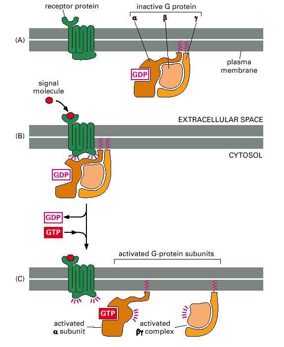 både reseptoren og G-proteinet inaktive (A). Ved binding av en agonist til reseptoren vil denne forandre konformasjon.