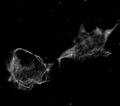 radioligandbindingseksperimentene testet for fluorescerende innmerking. Av tabell 7.2 og satureringskurvene kan vi se at dette gjaldt for konstrukt B, C, F, ib og nb.