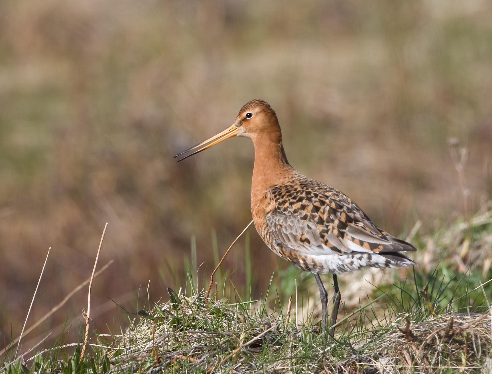 HEKKESTATUS HOS SVARTHALESPOVE LIMOSA LIMOSA ISLANDICA I NORD- NORGE Karl-Birger Strann (red.