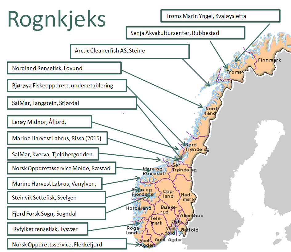 Rognkjeksprodusenter i Norge per dags dato, 2014