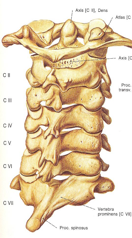 Nakken Klinisk anatomi Cervikalcolumna er det mest kompliserte