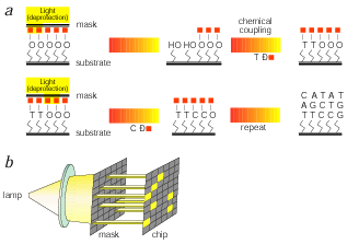 Light directed oligonucleotide synthesis