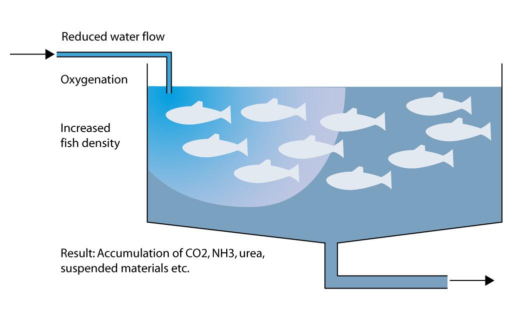 Intensivt oppdrett Høy produksjon med lavt spesifikt vannforbruk (SVF: L kg -1 min -1 ) For intensiv
