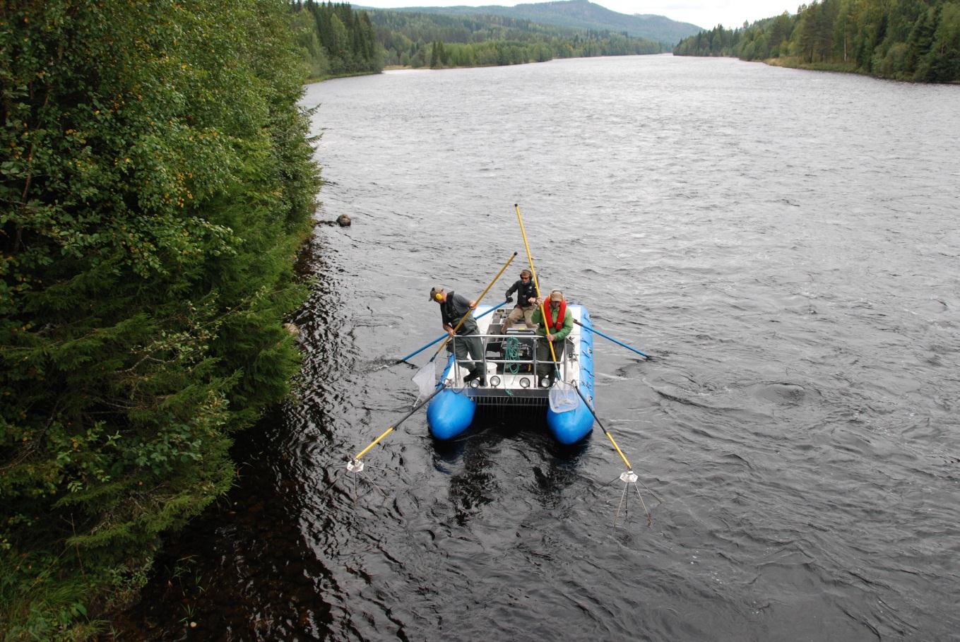 reetablering av laks i Trysil- / Femundselva Kjetil