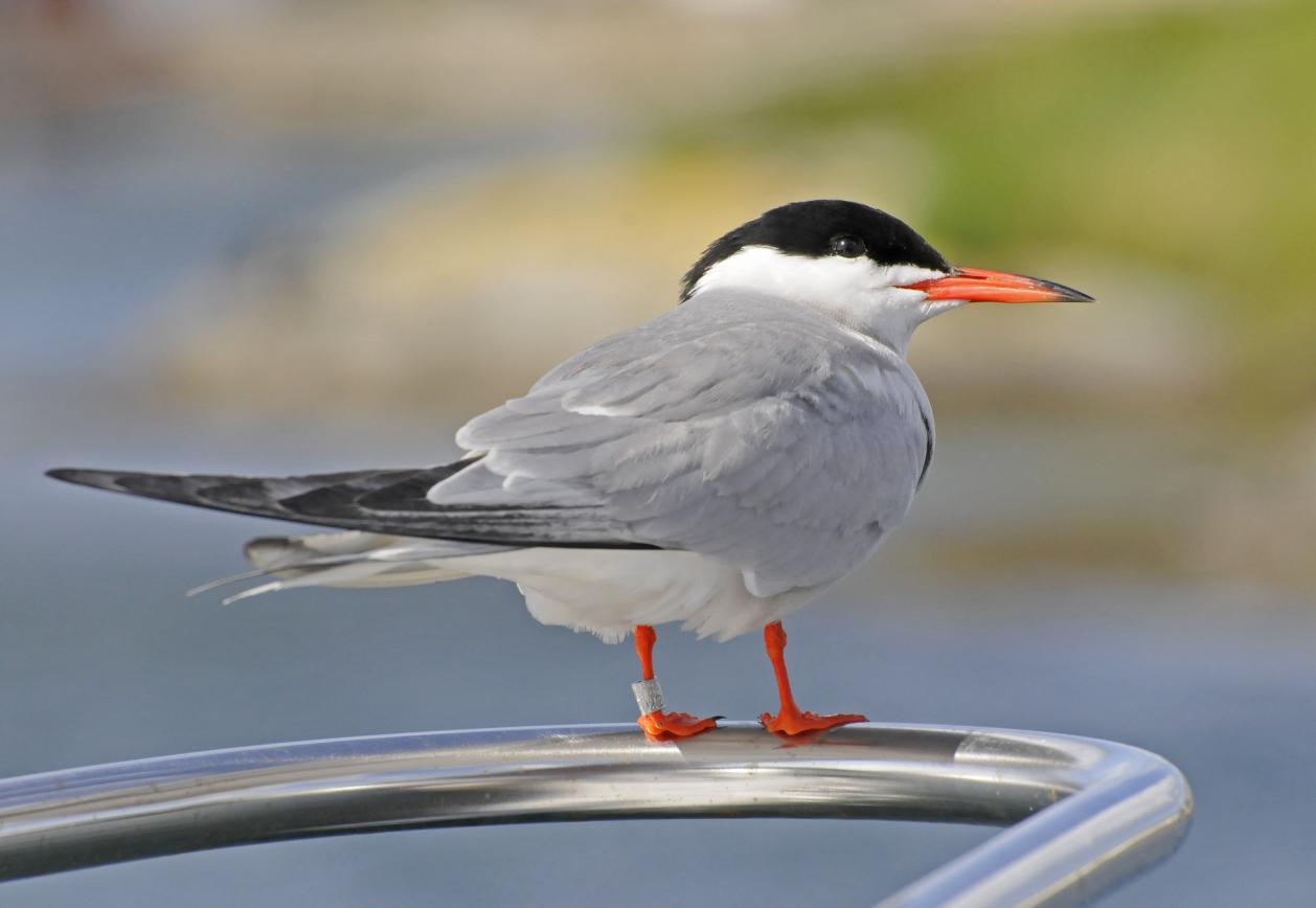 Sjøfugler i Karmøy