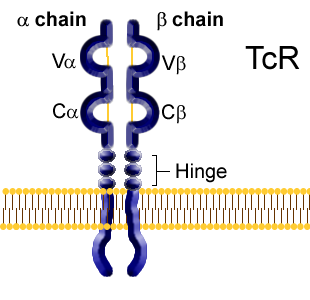 Figur1. Figuren viser T-cellenes antigenreseptor. Reseptormolekylet er en dimer. Her består den av en α-kjede og en β-kjede. γδtcr er bygget opp på samme måte.