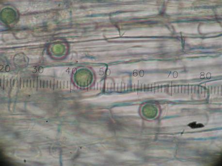 Pythium rot funksjonsforstyrrelse Angripes: Krypkvein Tunrapp NB!