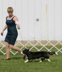 Kennel All Trade Ønsker alle God Jul og Godt N yttår All Trade Katniss Eiere: oppdrettere, Diana & McKenzie Mann og Marla Gardner Lille Katniss flyttet til USA i februar og har slått seg godt til ro