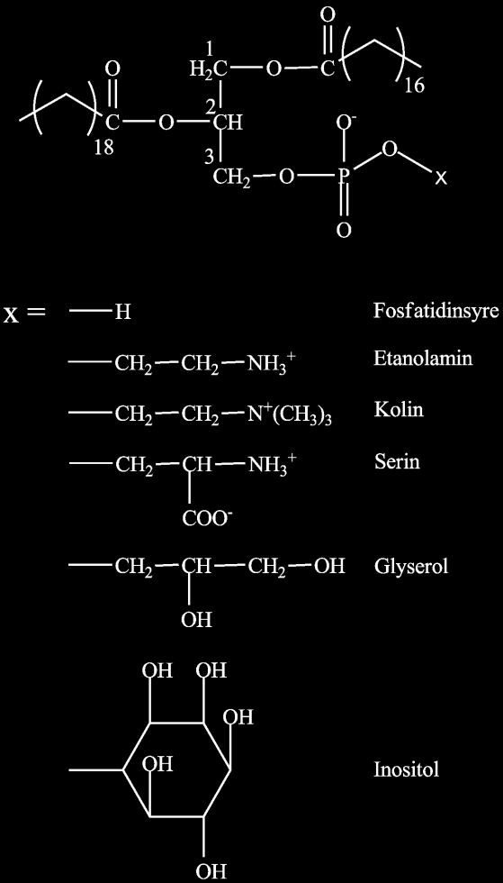 voksestere funnet i varierende mengde blant tre arter (Saether et al., 1986).