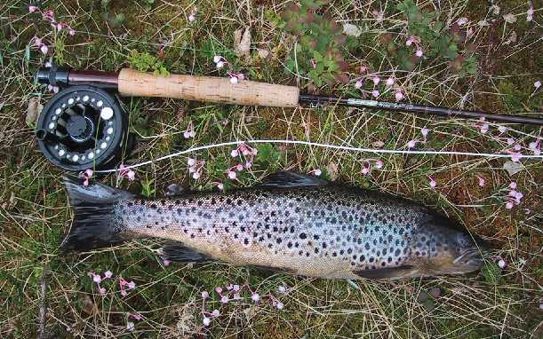 Ørret på 750 gr. tatt på Pål Krogvold CDC klekker. Jeg hadde sett en fisk vake på andre siden av der jeg tok denne ørreten, helt inne ved land, så jeg gikk rundt vika for å komme på kastehold.